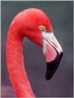 Flamingo - Close up