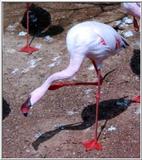 flamingo with an itch