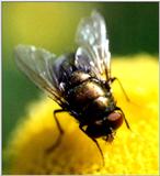 A close-up detail of a previous posting of a fly. - flyclose.jpg (1/1)