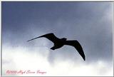 Sea Gulls File 1 of 4 - Flying Gull.jpg (0/1)