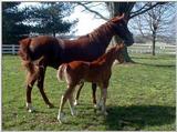 Horse Park - Foal and Mom