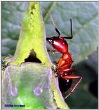 Ants on a bud.File 1 of 6 - Ant1.jpg (1/1)