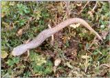 Four-toed salamander (Hemidactylium scutatum)2