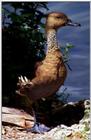 Fulvous Tree Duck (Fulvous Whistling-Duck)