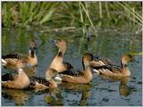 Fulvous Tree Ducks (Group)
