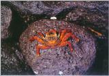 Galapagos-RedCrab-OnRock.jpg [01/01]