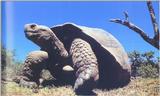 Galapagos Gaiant Tortoise - Galapagos Giant Tortoise