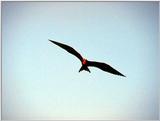 Galapagos - Frigate Birds (5 images)