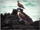 Galapagos - blue footed booby (3 images)