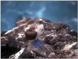 Galapagos - blue footed images (3 images)