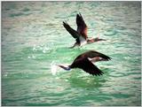 Galapagos - blue footed images (3 images)