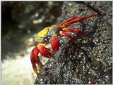 Galapagos - Sally lightfoot crab (4 imgaes)