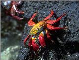 Galapagos - Sally lightfoot crab (4 images)