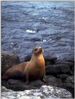 Galapagos - Sea Lions (5 images) 2
