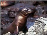 Galapagos - Sea Lions (5 images) 3