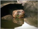 Galapagos Giant Tortoise (5 images)