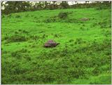 Galapagos Giant Tortoise (5 images)