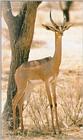 Gerenuk antelope (J01)