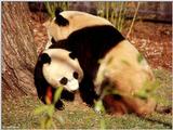 Giant Panda(s) 3
