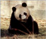 Giant Panda(s) 8