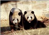 Giant Panda(s) 2