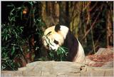 Giant Panda(s)  [06/15] - Giant Pandas005.jpg (1/1)