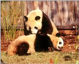 (Giant Pandas] [3/9] - giant panda003.jpg (1/1)