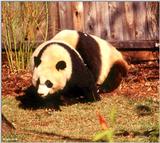 (Giant Pandas] [4/9] - giant panda004.jpg (1/1)