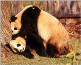 (Giant Pandas] [7/9] - giant panda007.jpg (1/1)