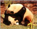 (Giant Pandas] [9/9] - giant panda009.jpg (1/1)