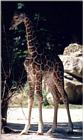 Another contrast shot - Giraffe in Frankfurt Zoo