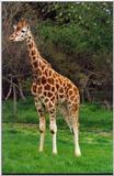 Male giraffe at Hamilton Zoo - Giraffe1.jpg (1/1)