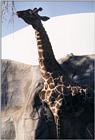 California souvenirs - for those who favor the contrasty ones - Giraffe in SD Zoo