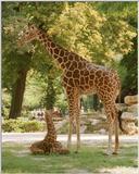 ...and more Frankfurt Zoo giraffe - Mom and kid together