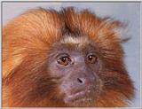Golden Marmoset Monkey