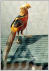 Re: colorful exotic birds please, Golden Pheasant