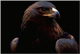 My own custumized wall papers, in JPG format - Golden Eagle