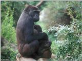 Gorilla mum and baby 3