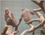Brookfield Zoo pics - Gorillas
