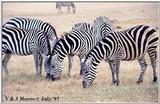 Zebras - Grant's zebra (Equus quagga boehmi)