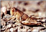 Grasshopper - up close