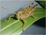 Re: Another grasshopper pic... - Grasshopper Dscf3412-S.jpg