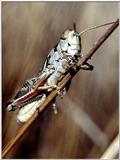 More grasshopper studies