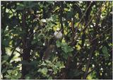 a bird -- Gray Jay