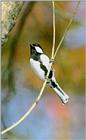 GreatTit J00-OnBranch.jpg [01/01]