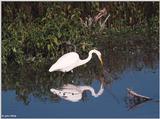 A few more shots of Great Egrets 3