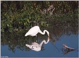 A few more shots of Great Egrets 4
