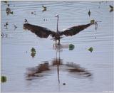 Great Blue Heron (Ardea herodias) landing