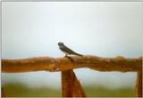 Birds from Greece - Barn Swallow1.jpg