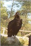 Birds from Greece - Cinereous Vulture2.jpg (Eurasian Black Vulture)